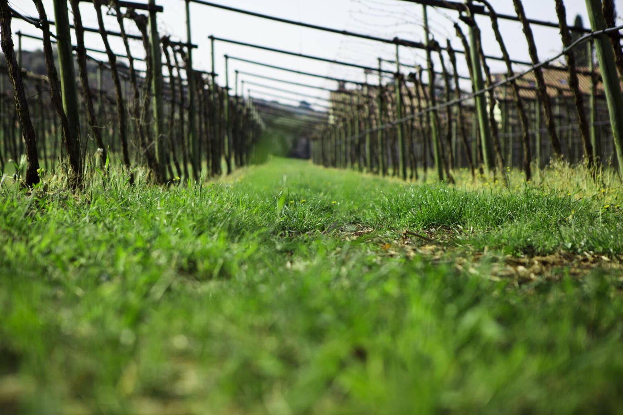 Azienda Agrituristica Corteforte フマーネ エクステリア 写真