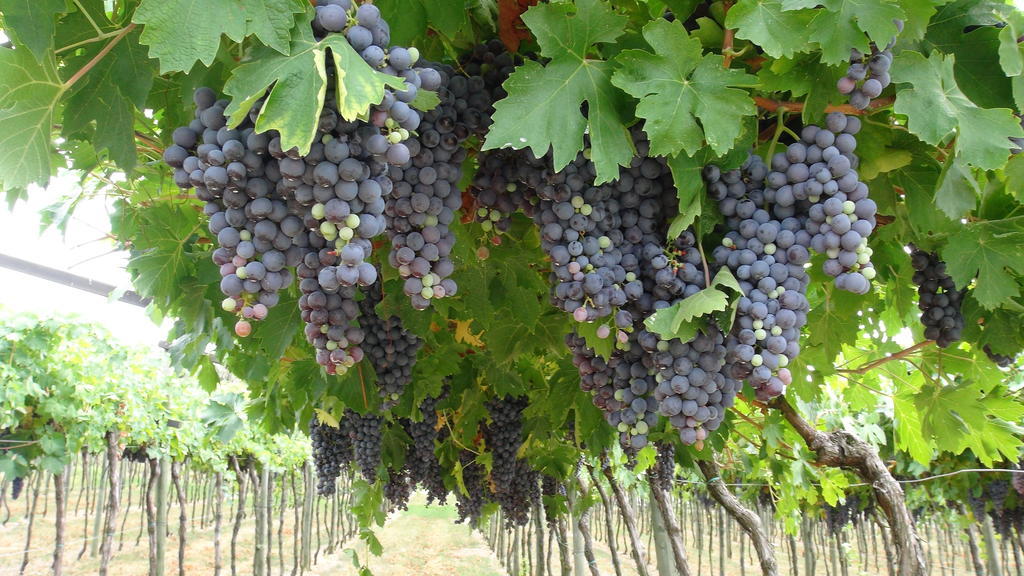 Azienda Agrituristica Corteforte フマーネ エクステリア 写真
